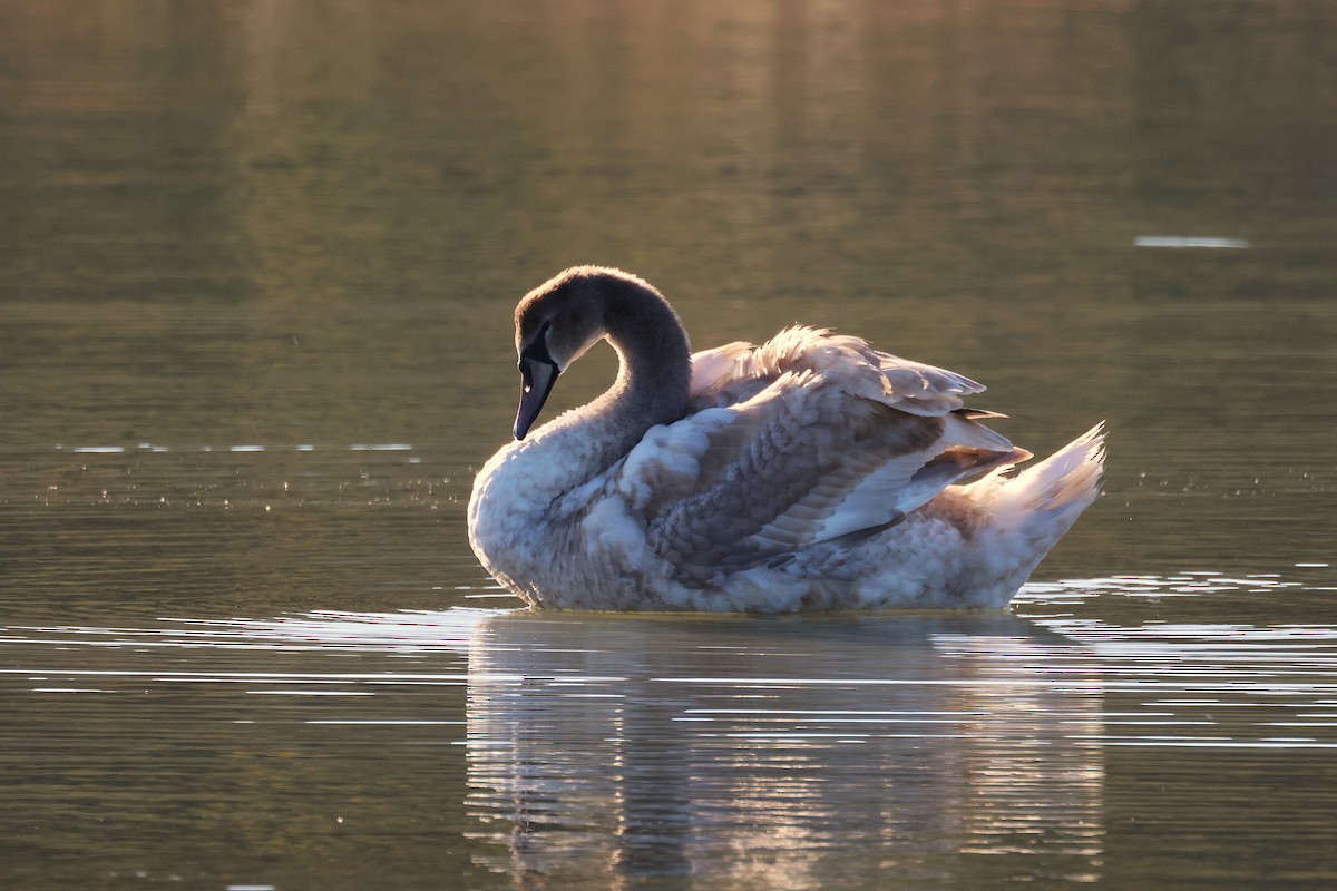 Cygne tuberculé - ML645048317