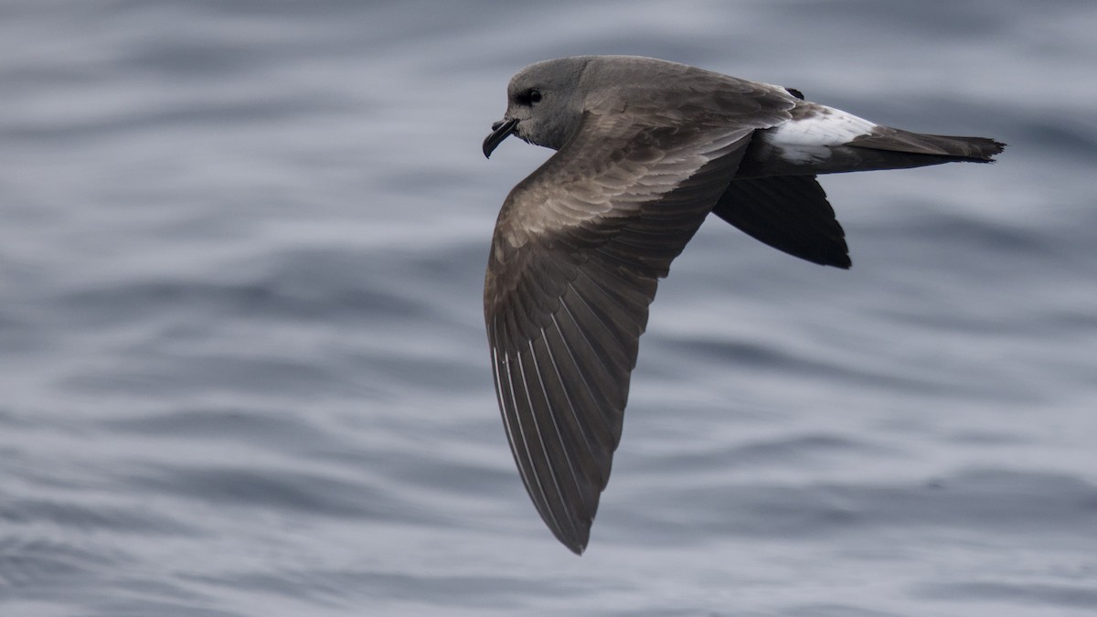 Océanite cul-blanc (leucorhous) - ML645048318