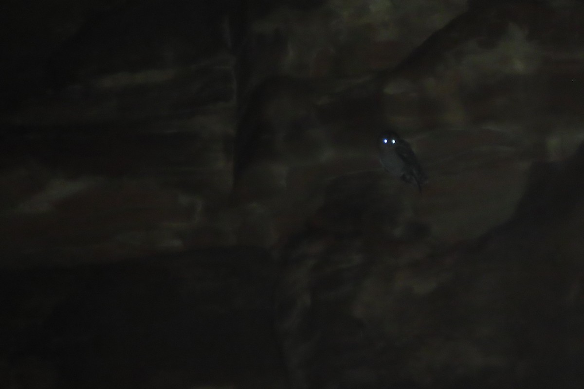 Desert Owl - ML645048321