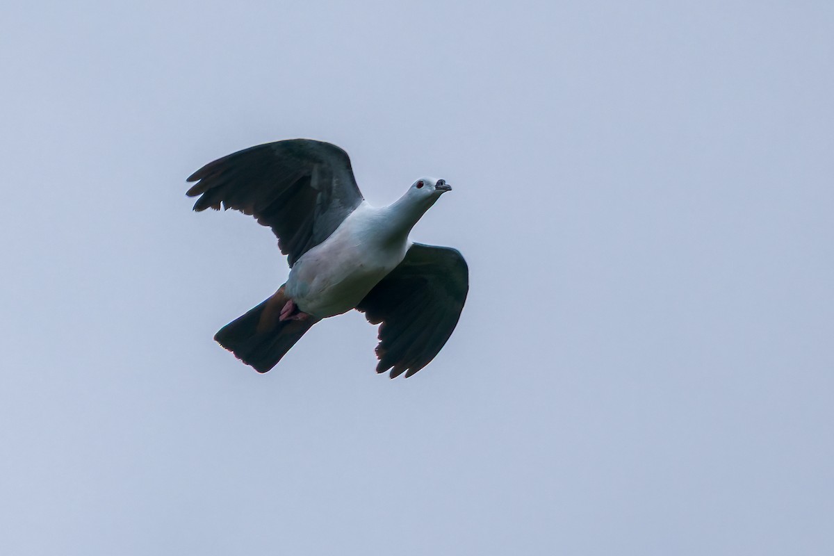 Пінон смарагдовий - ML645048324