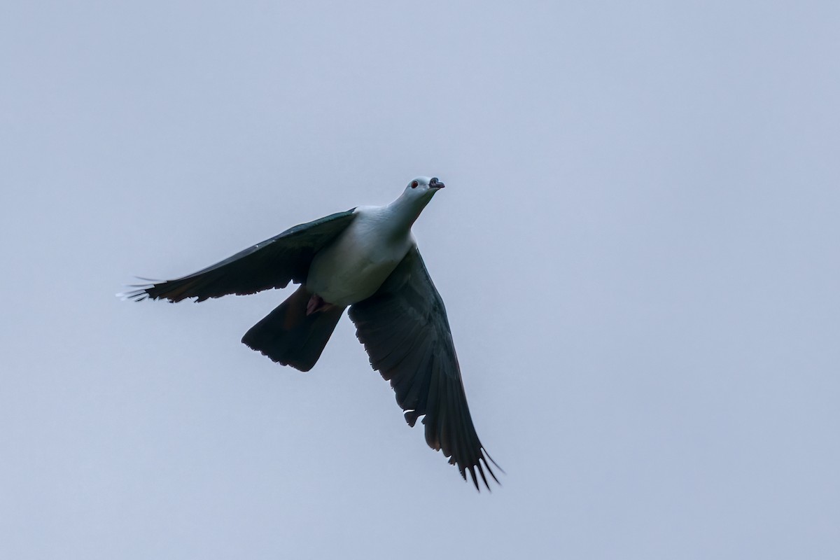 Пінон смарагдовий - ML645048325