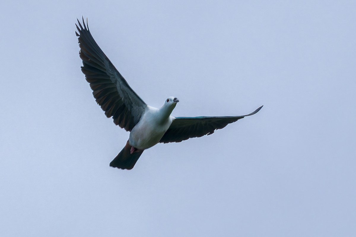 Пінон смарагдовий - ML645048326