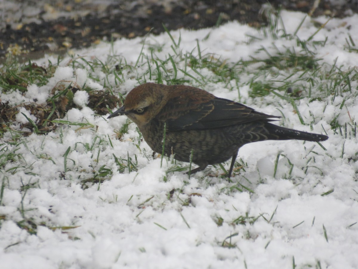 Rusty Blackbird - ML645048335