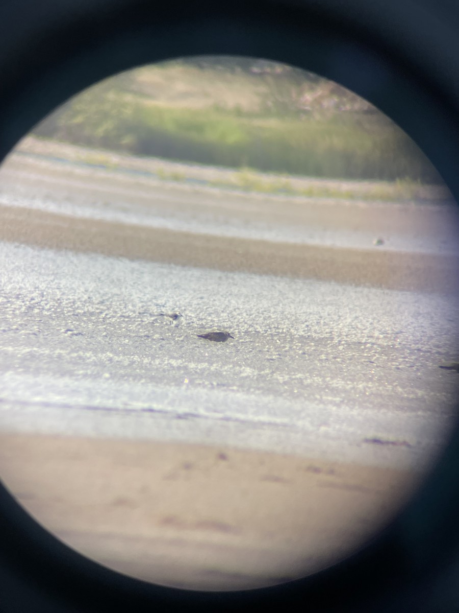 Txirri zuria - ML645048339