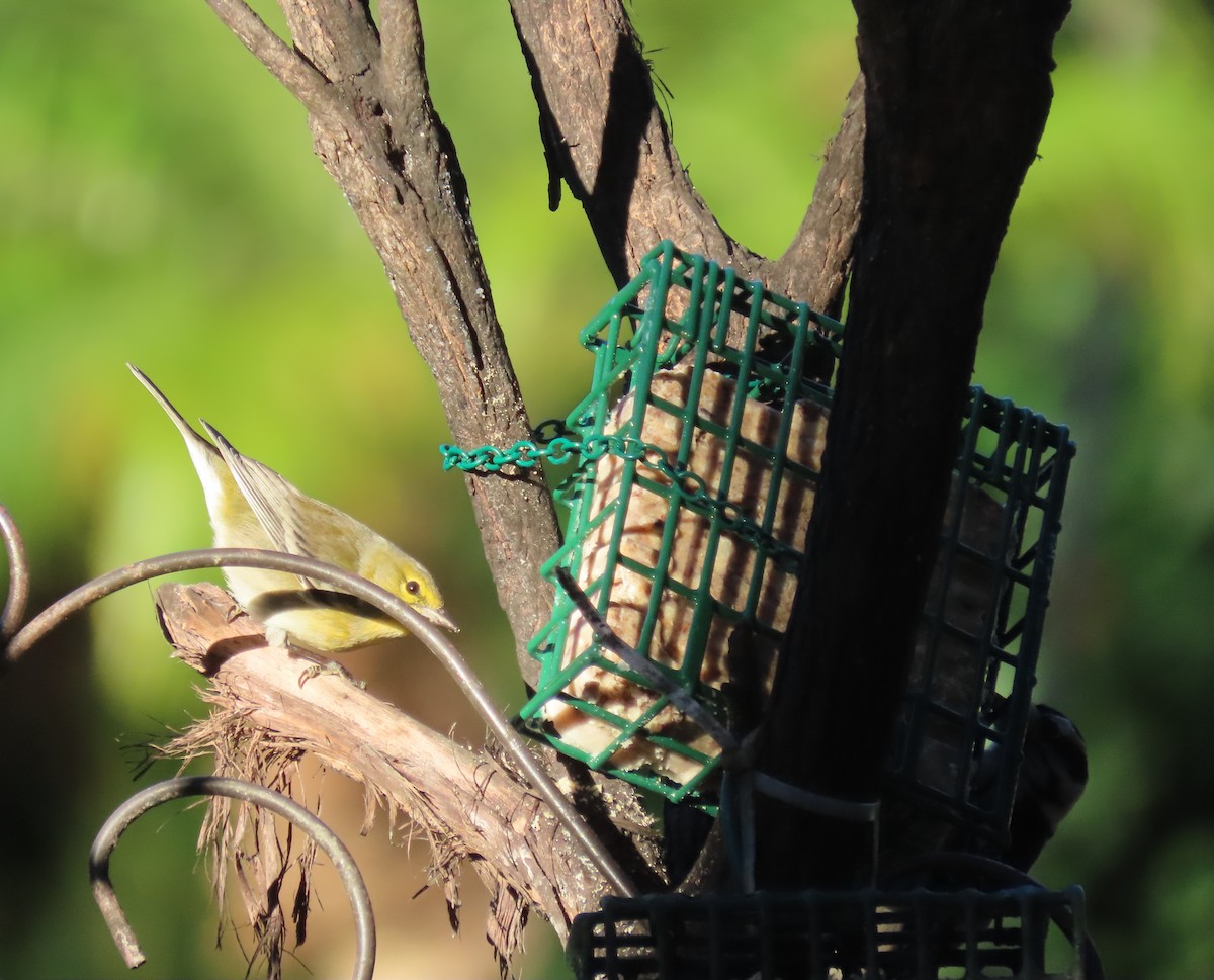 סבכון אורנים - ML645048344