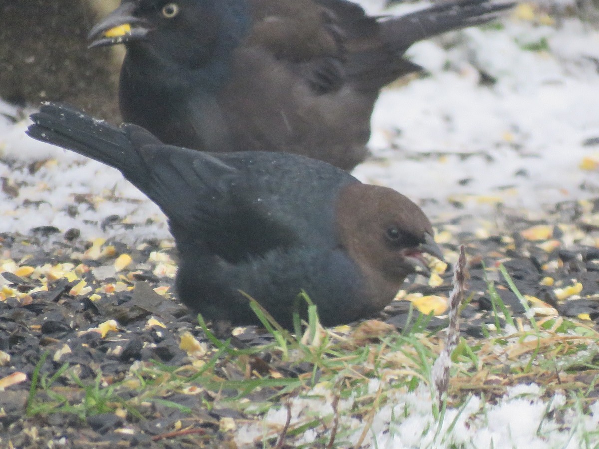 Braunkopf-Kuhstärling - ML645048345