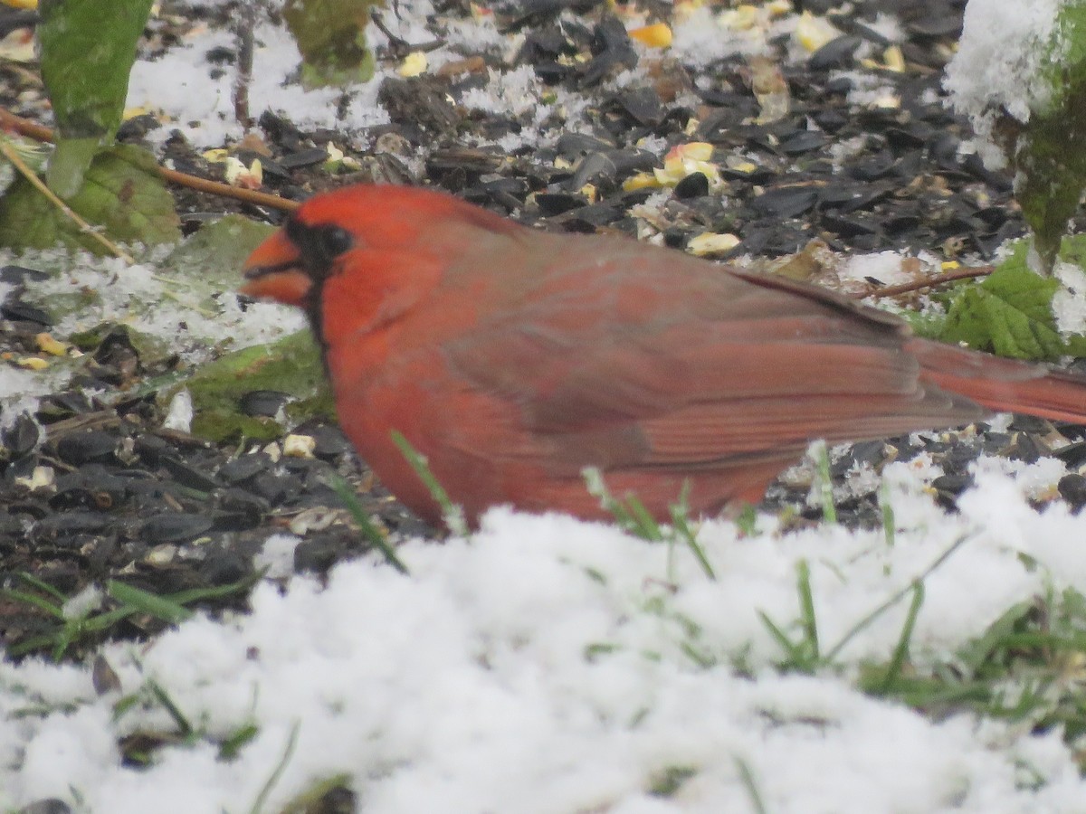Northern Cardinal - ML645048351