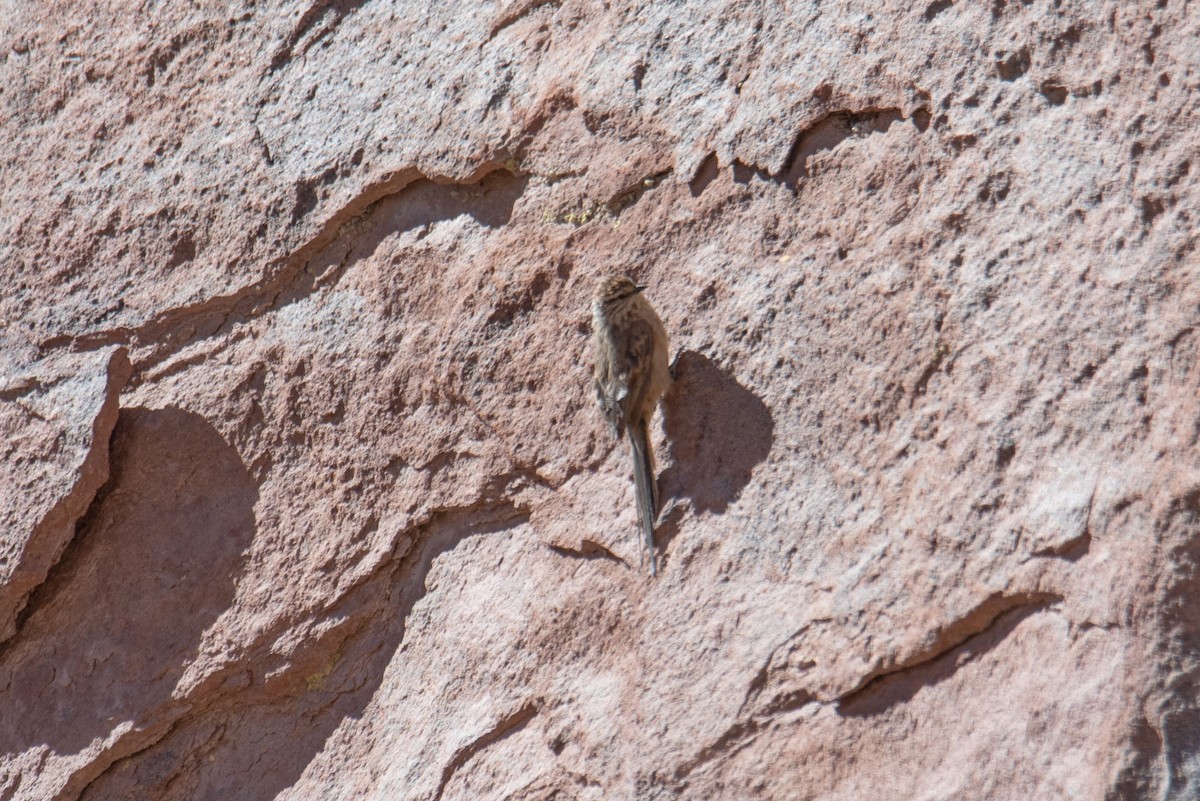 Plain-mantled Tit-Spinetail - ML645048356