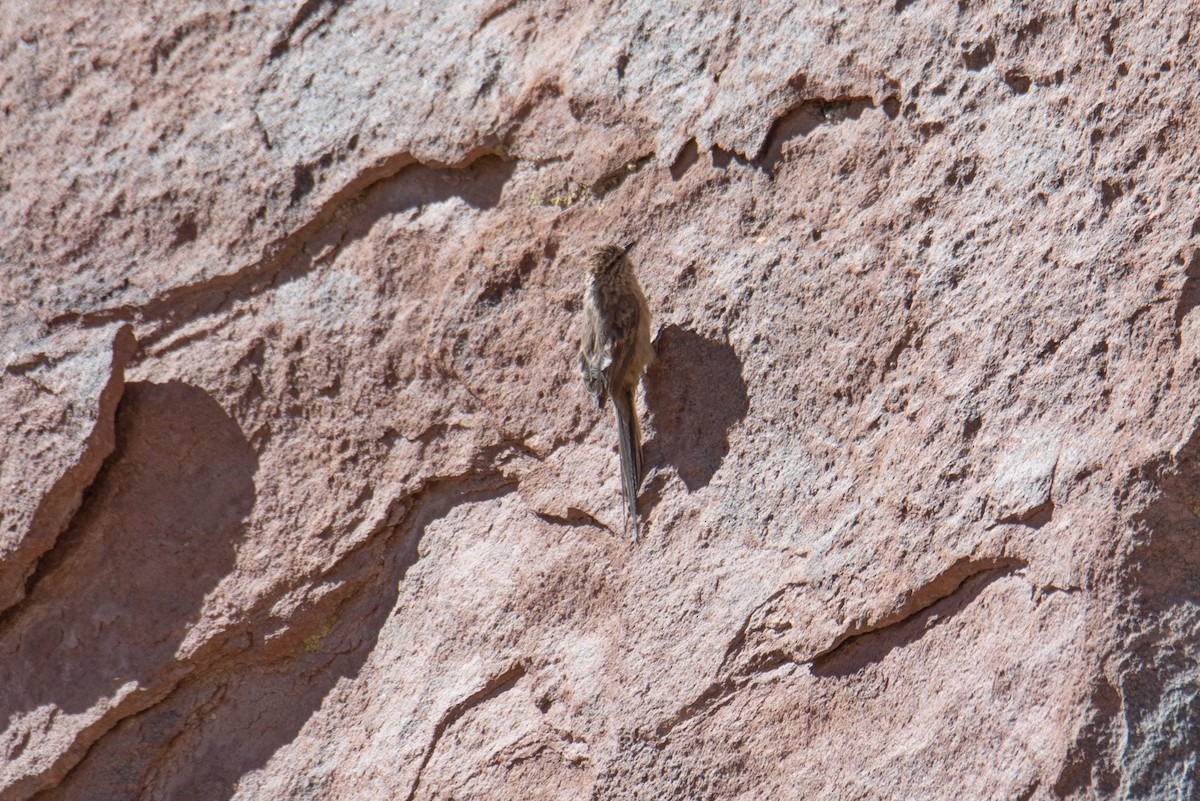 Plain-mantled Tit-Spinetail - ML645048357