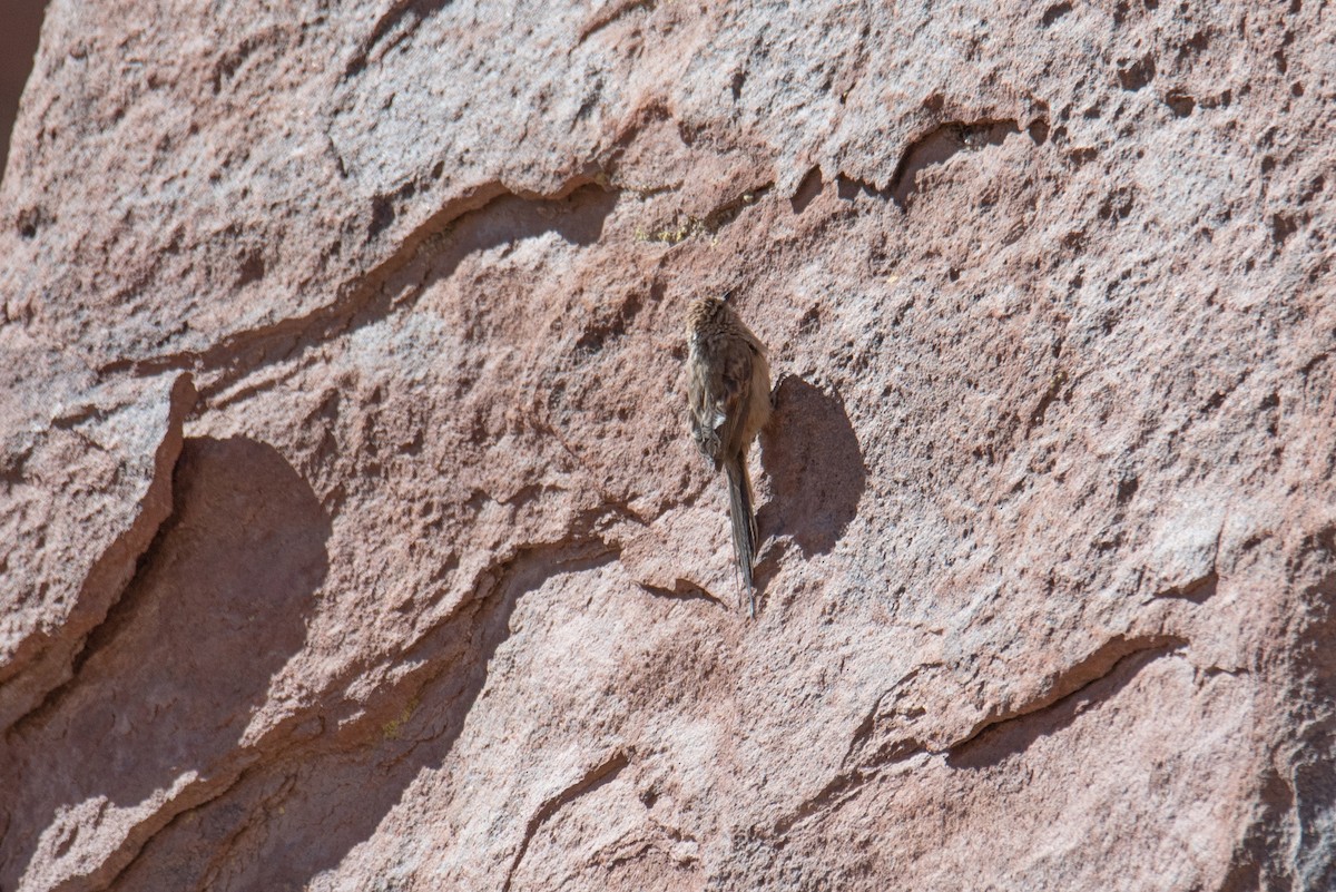 Plain-mantled Tit-Spinetail - ML645048358