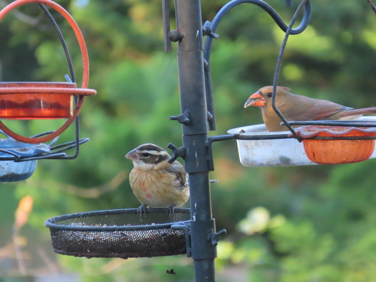 Rose-breasted Grosbeak - ML645048359