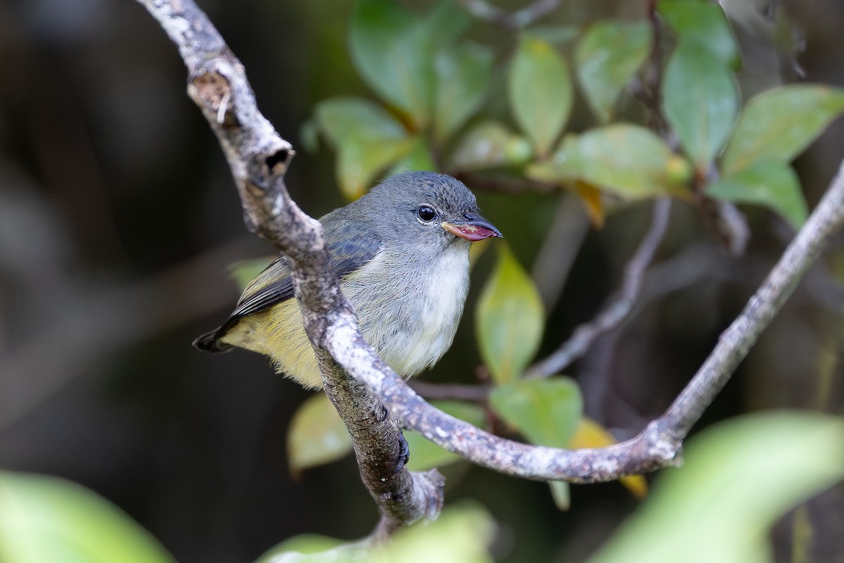Black-sided Flowerpecker - ML645048360