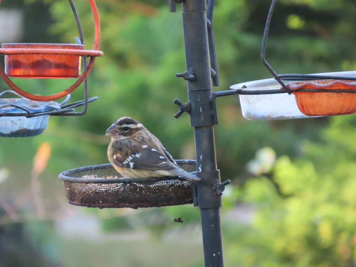 Rose-breasted Grosbeak - ML645048367