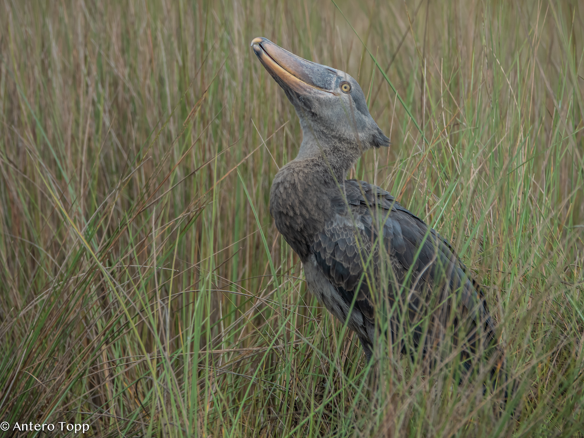 Bec-en-sabot du Nil - ML645048381