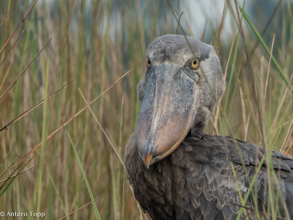 Bec-en-sabot du Nil - ML645048382