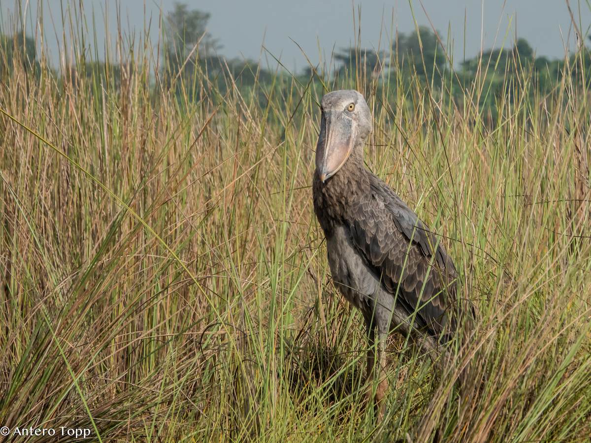 Bec-en-sabot du Nil - ML645048383