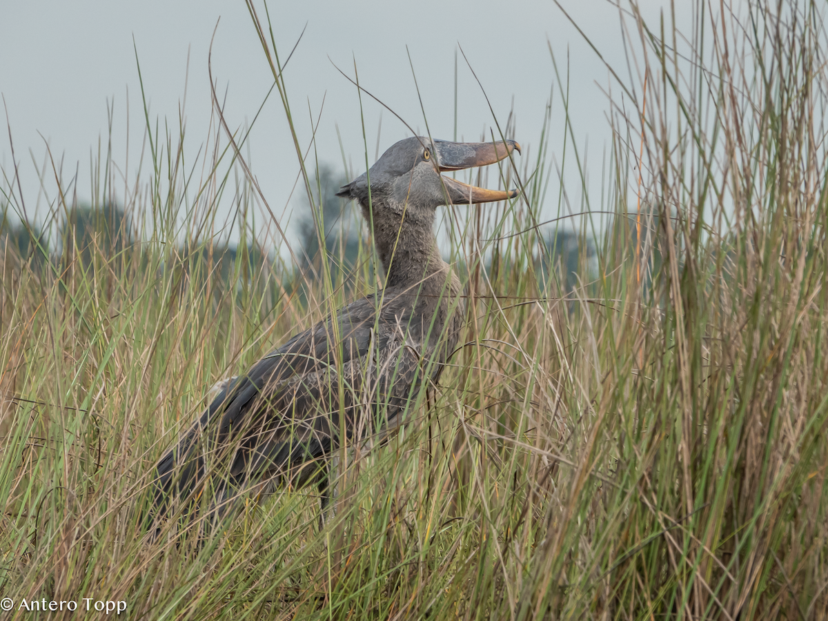 Bec-en-sabot du Nil - ML645048384