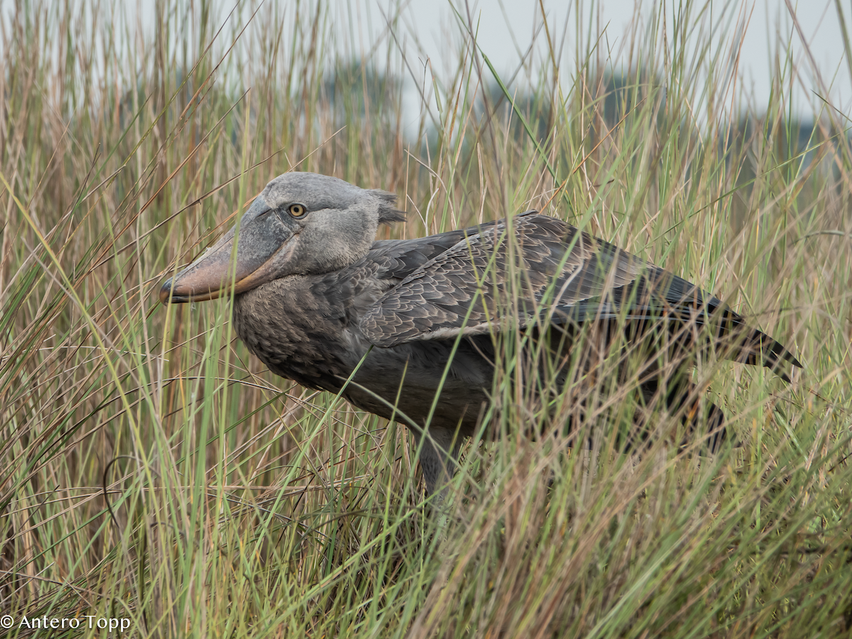 Bec-en-sabot du Nil - ML645048385