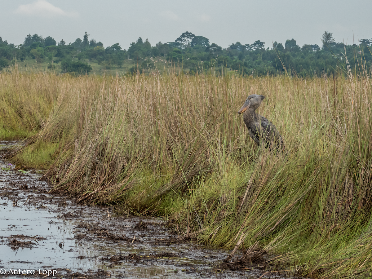 Bec-en-sabot du Nil - ML645048386