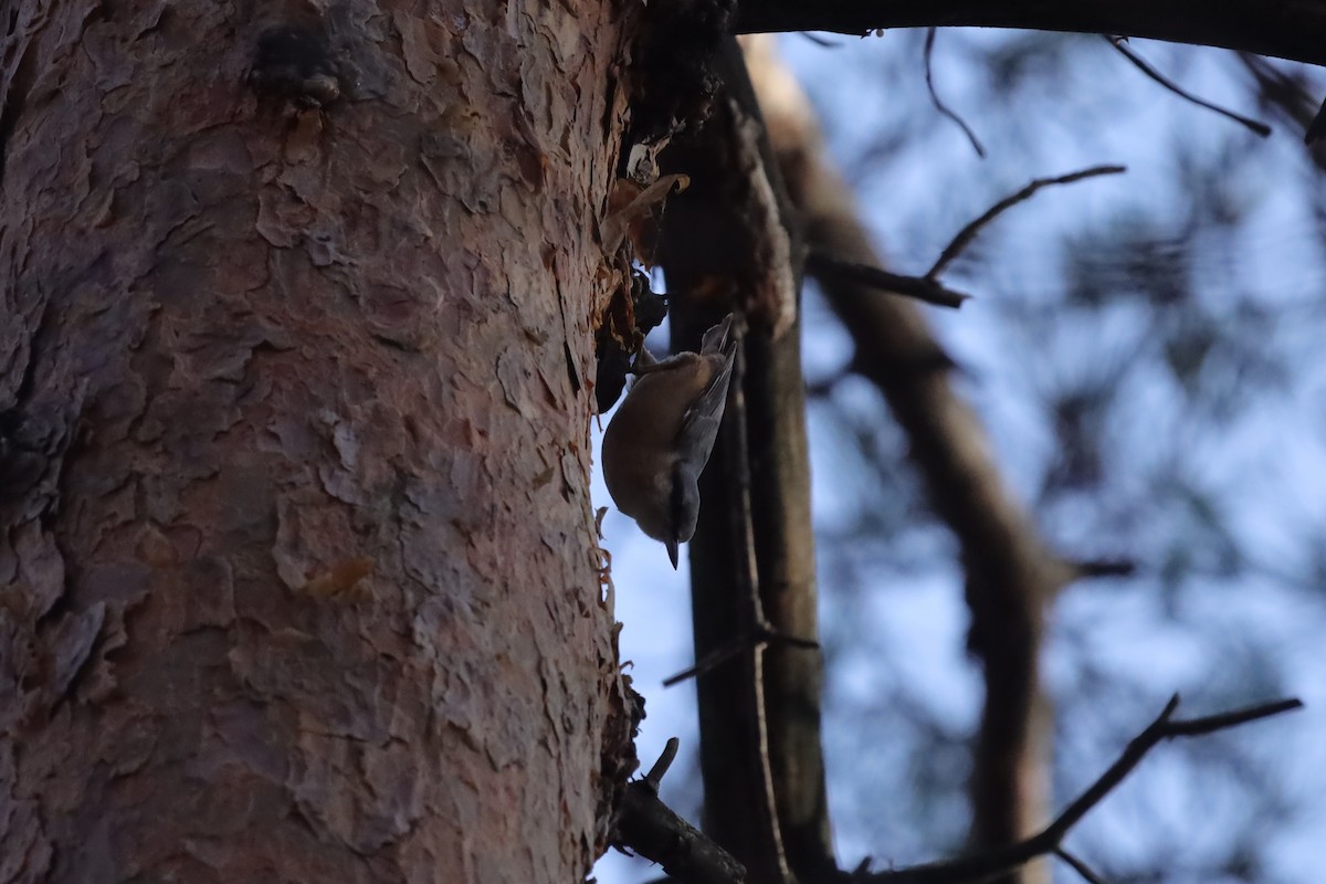 Eurasian Nuthatch - ML645048390