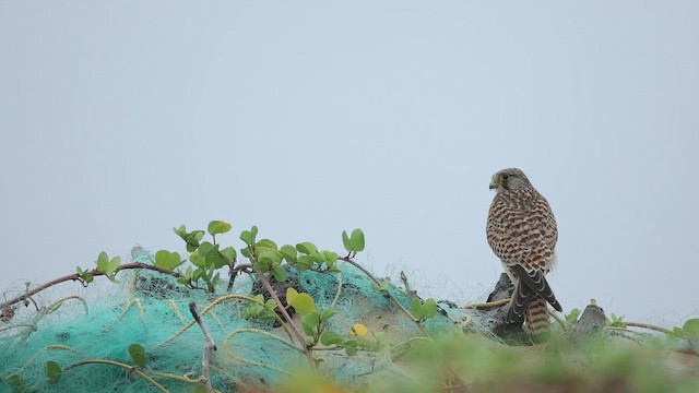 紅隼 - ML645048391