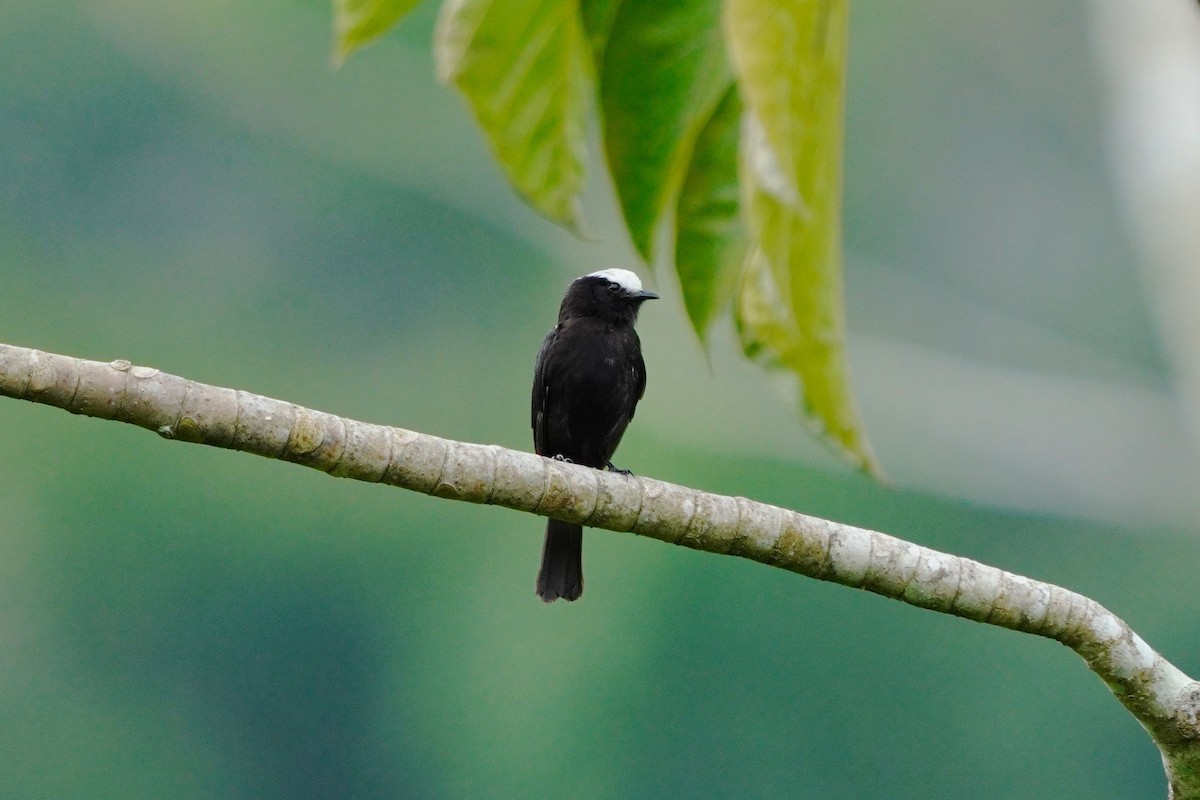 Long-tailed Tyrant - ML645048401