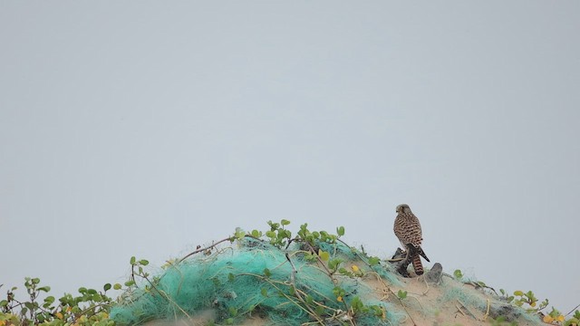 紅隼 - ML645048402