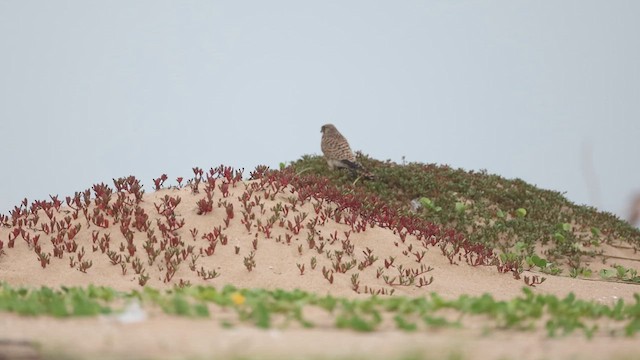 紅隼 - ML645048408