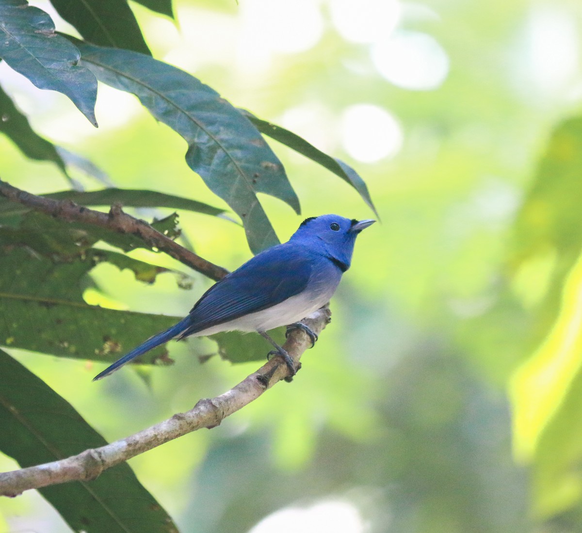 Black-naped Monarch - ML645048409