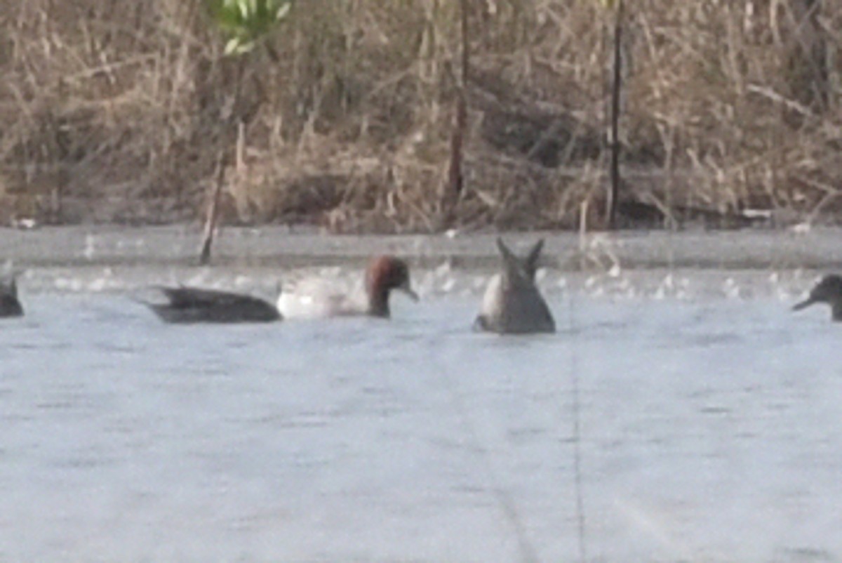Common Pochard - ML645048413