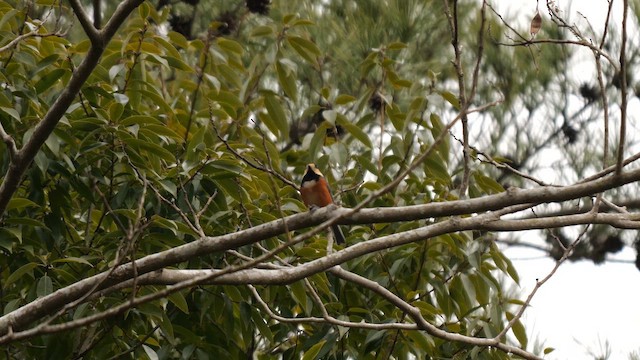 Varied Tit - ML645048415