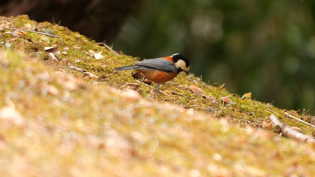 Varied Tit - ML645048416