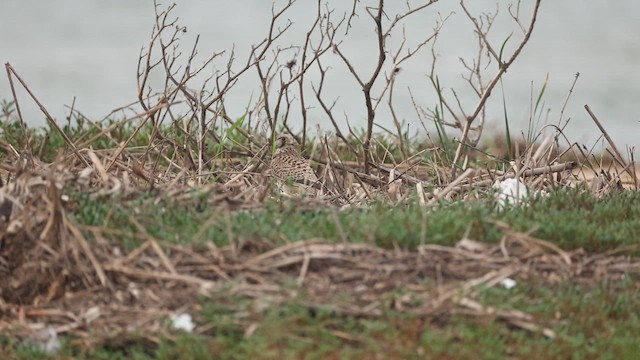 紅隼 - ML645048417