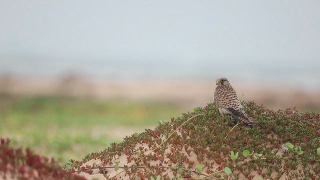 Kerkenez - ML645048418