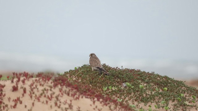 Kerkenez - ML645048420