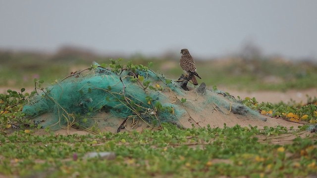 Kerkenez - ML645048421