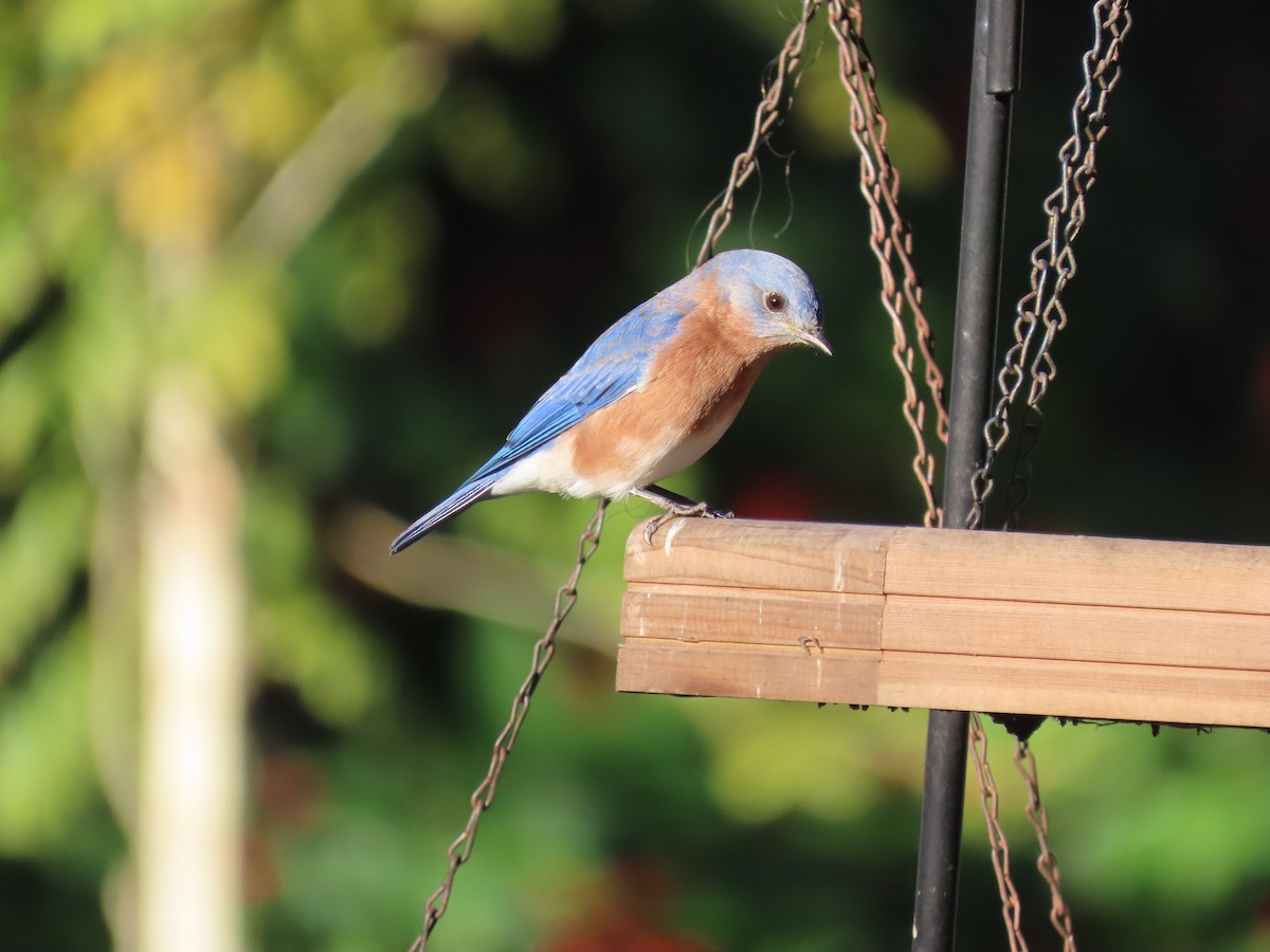 Eastern Bluebird - ML645048453