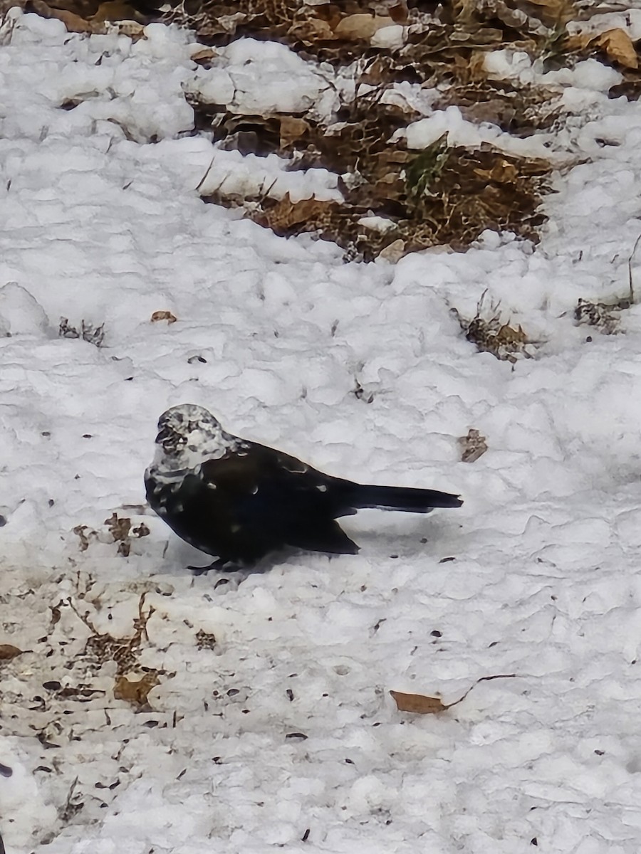 Common Grackle - ML645048455