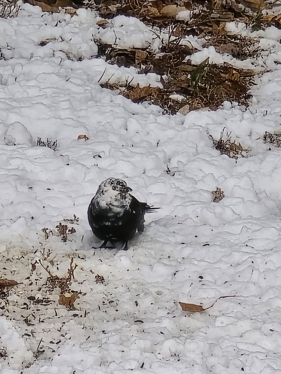 Common Grackle - ML645048457