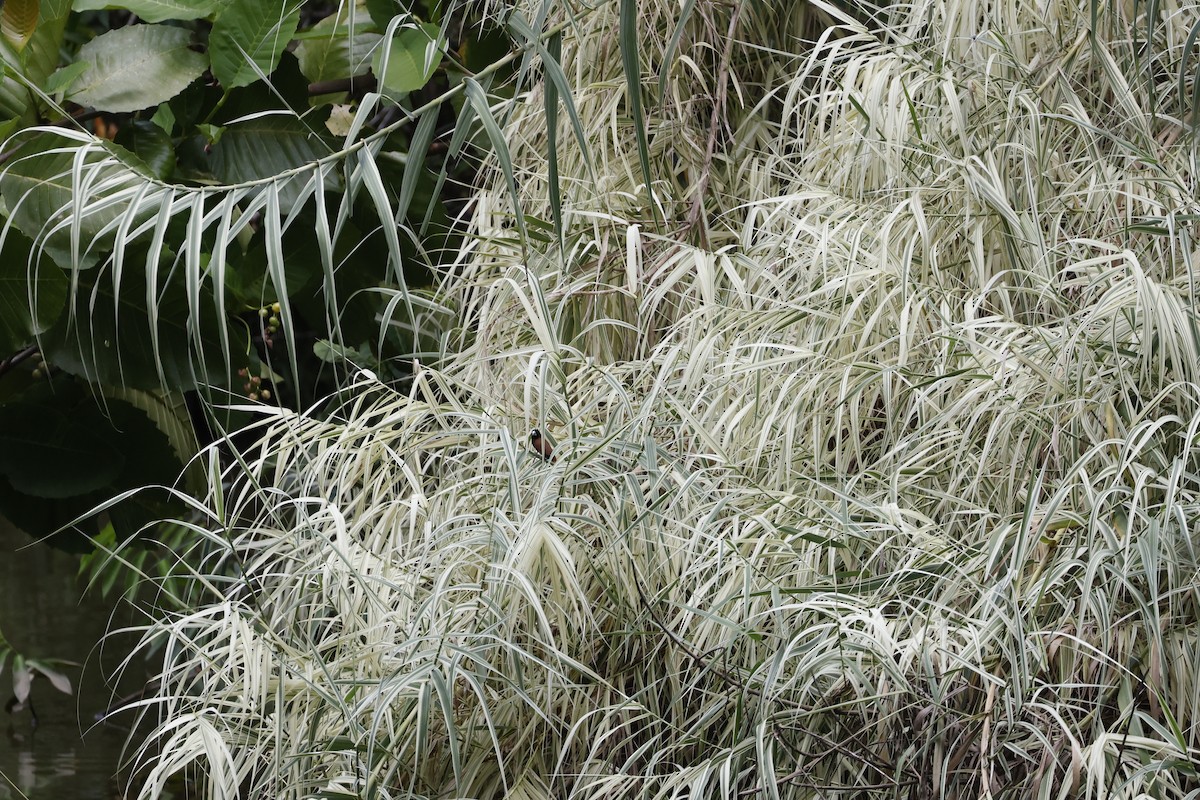 Chestnut Munia - ML645048468