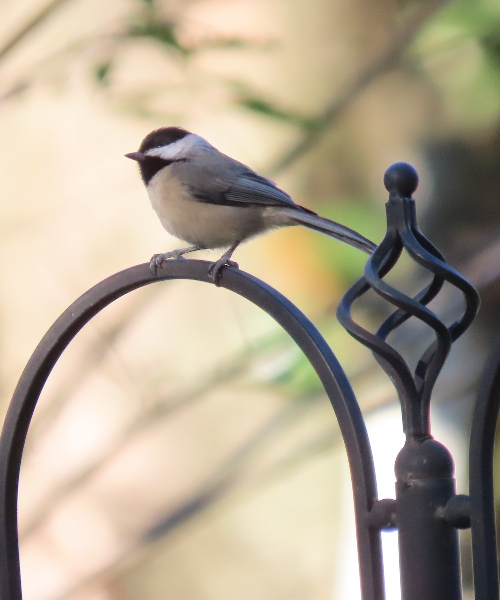 Carolina Chickadee - ML645048470
