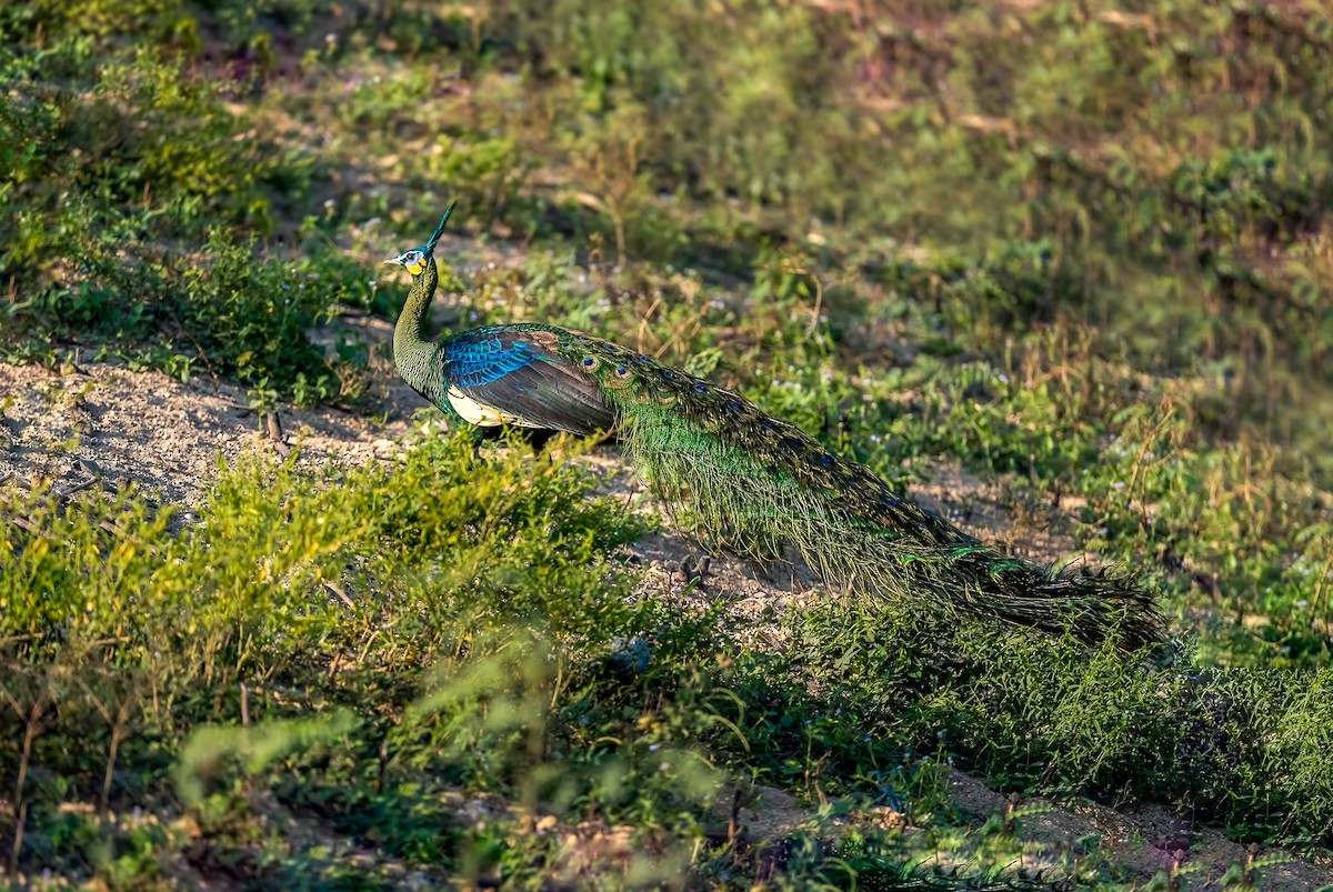 Павич синьокрилий - ML645048471