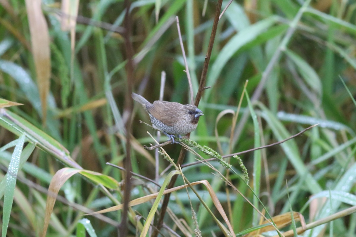 muskatnonne - ML645048484