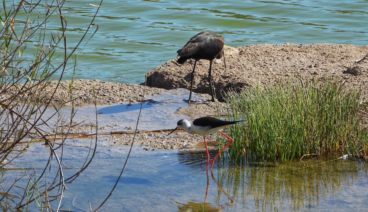 Zankaluze eurasiarra - ML645048494