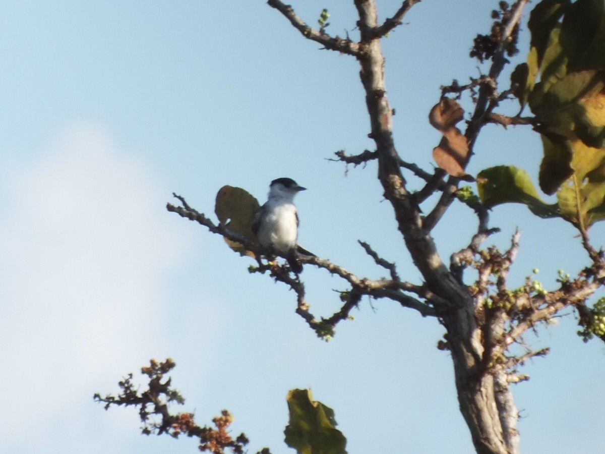 White-naped Xenopsaris - ML645048537