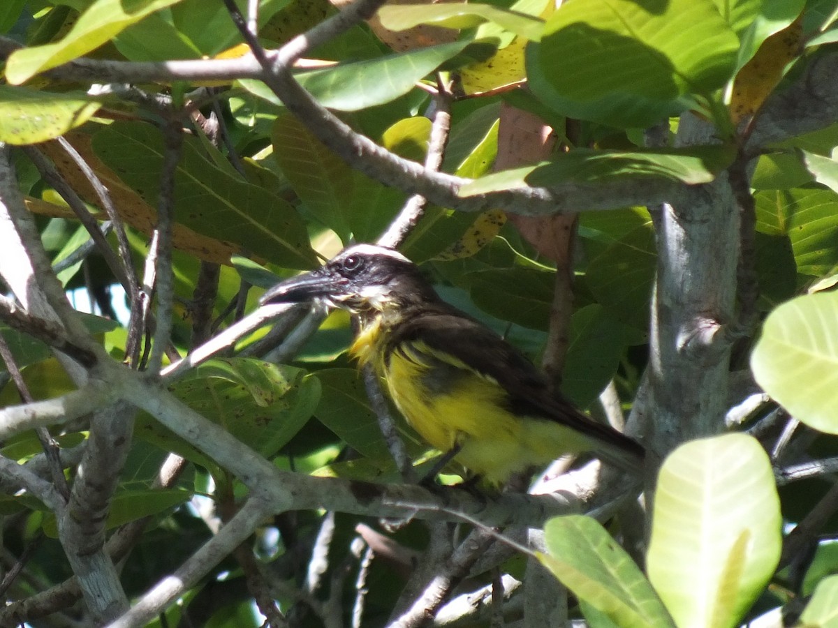 Boat-billed Flycatcher - ML645048550