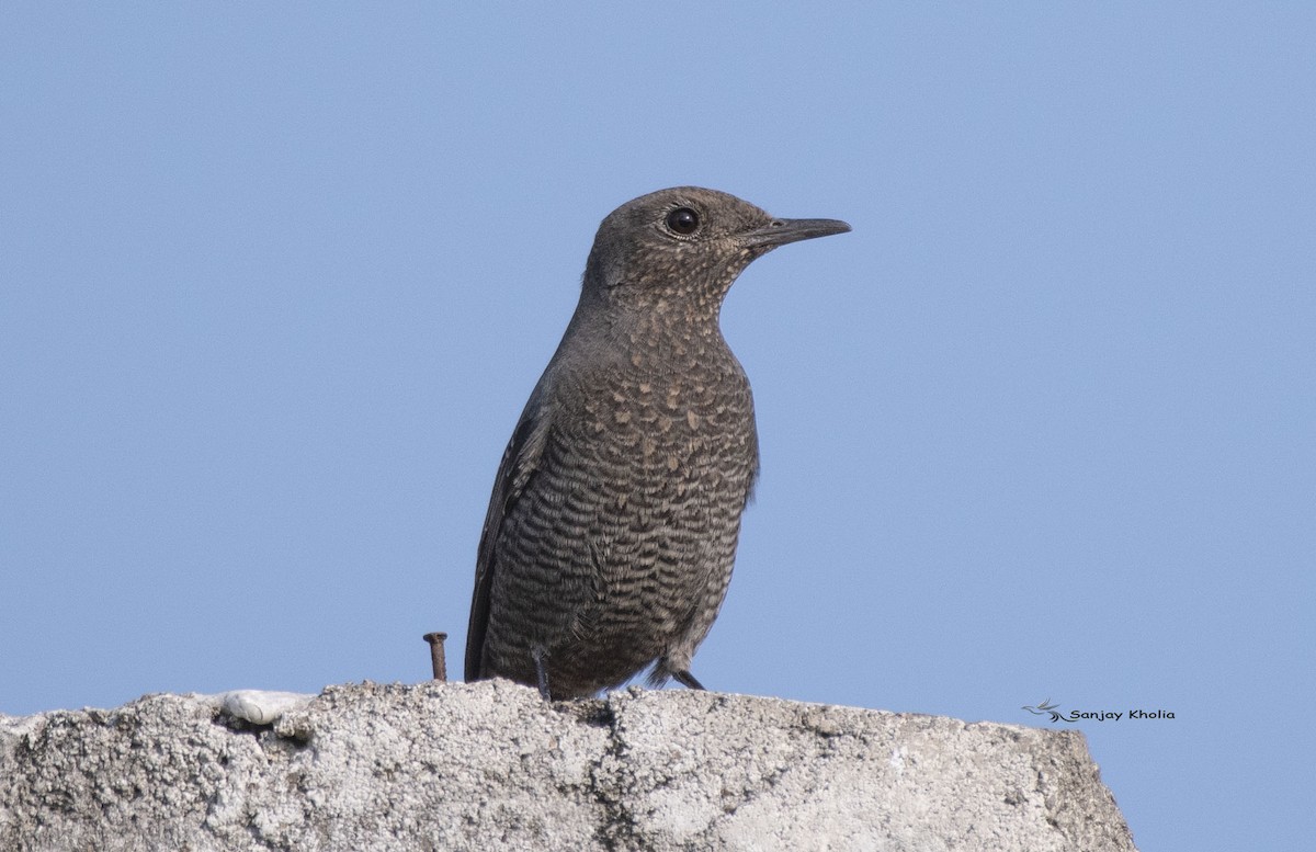 Blue Rock-Thrush - ML645048552