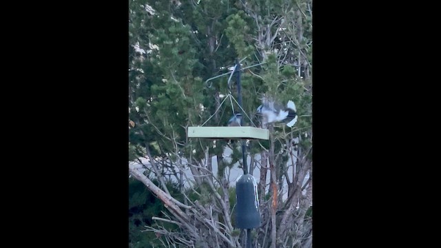 Chara de Woodhouse - ML645048559