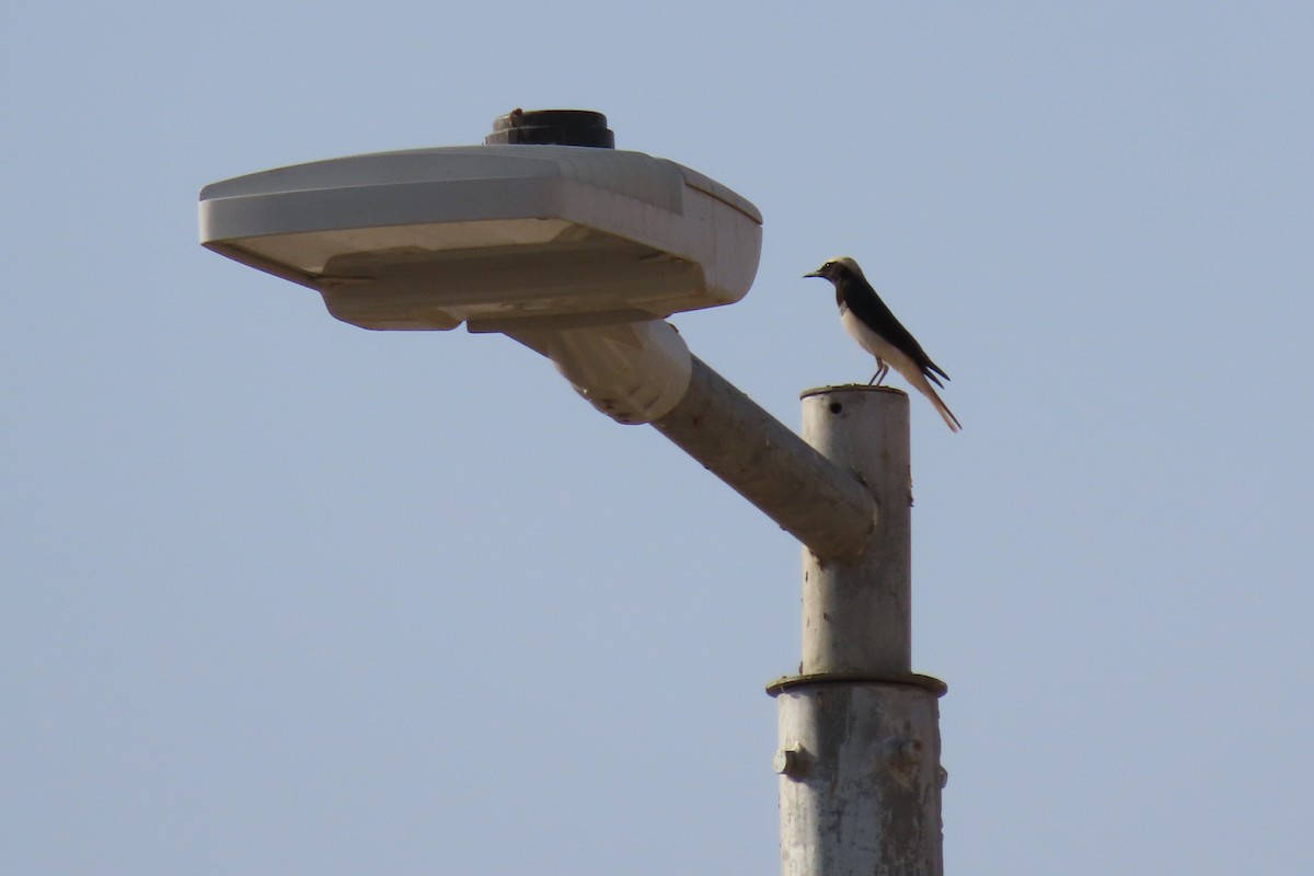 Hooded Wheatear - ML645048571
