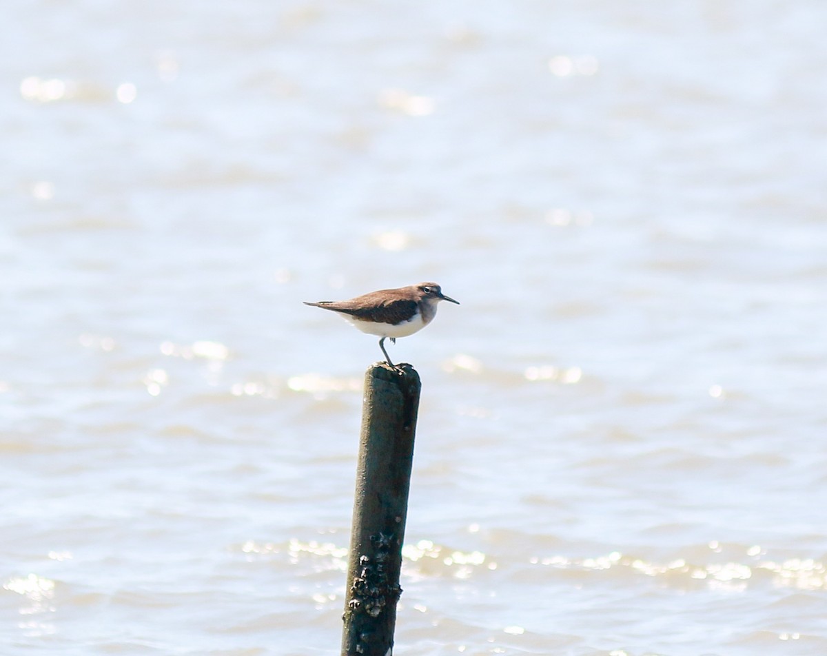 Common Sandpiper - ML645048572